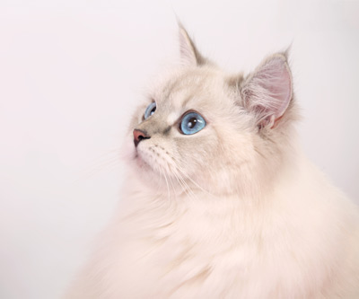 lubava