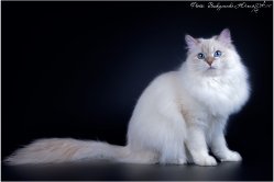 Аксинья Царь-Кошка, 1 год и 2 месяца
