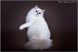 Аксинья Царь-Кошка, 9 мес.
