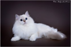 Аксинья Царь-Кошка, 9 мес.