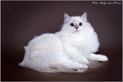Аксинья Царь-Кошка, 9 мес.