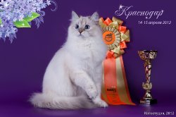 11 месяцев