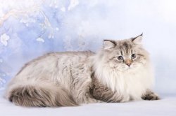 Жан и первые победы