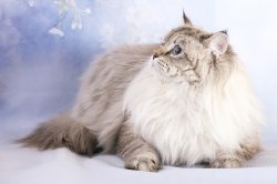 Наши коты