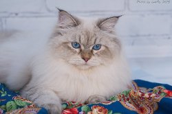 Искандер, 10 месяцев