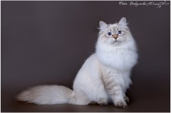 Искандер, 7 месяцев