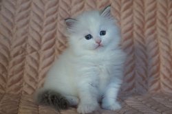 Гала, 1 месяц