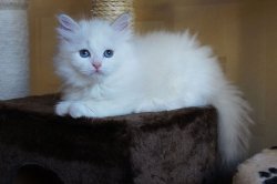 Гала Царь-Кошка