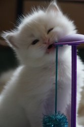 Гала, 7 недель