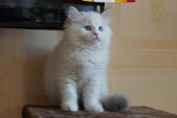 Гала, 9 недель