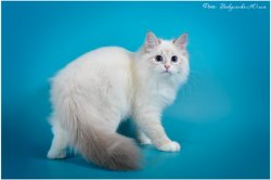 Аглая Царь-Кошка, 5 мес.