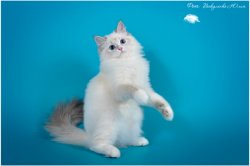 Аглая Царь-Кошка, 5 мес.
