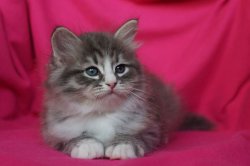 Соломоша, 1 мес.