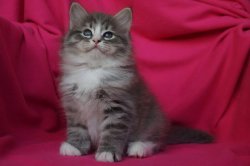 Соломоша, 1 мес.