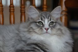 Соломон, 3 месяца