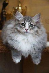 Соломон Царь-Кошка