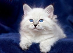 Уля Царь-Кошка, 7 недель