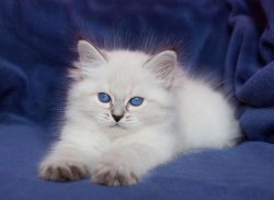 Уля Царь-Кошка, 7 недель