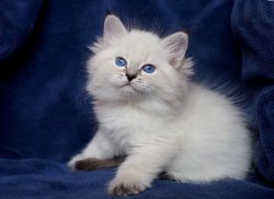 Уля Царь-Кошка