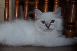 Месси, 2,5 месяца