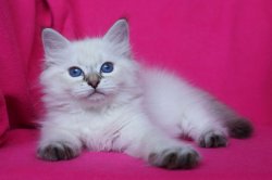 Месси Царь-Кошка