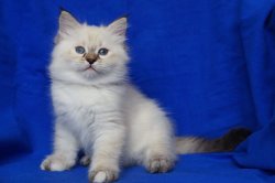 Элен Царь-Кошка