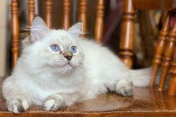 Элли, 3,5 месяца