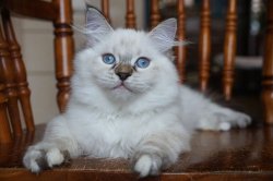 Элли, 3 месяца