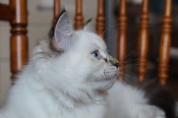 Элли, 3 месяца