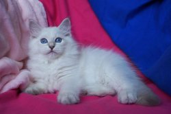 Пончик, 2,5 месяца