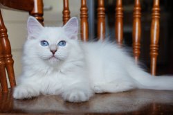 Пончик, 2,5 месяца