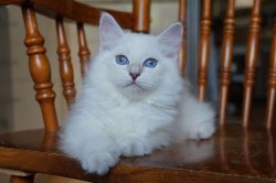 Пончик, 2,5 месяца