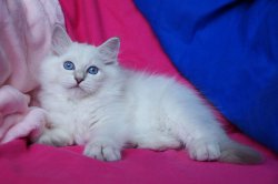 Пончик, 2,5 месяца