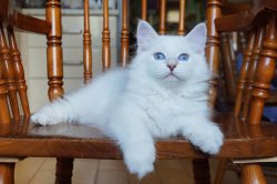 Пончик, 2,5 месяца