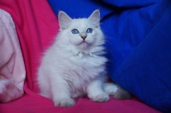 Пончик, 2,5 месяца