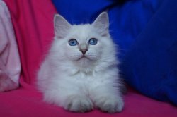 Пончик, 2,5 месяца