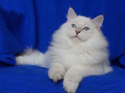Пончу 4 месяца, вес 3,5 кг)))