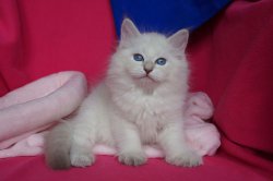 Пончик, 8 недель.