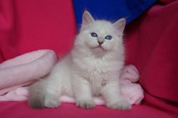 Пончик, 8 недель.
