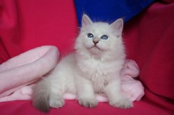 Пончик, 8 недель.