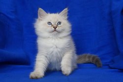 Эммануэль Царь-Кошка (Смок)