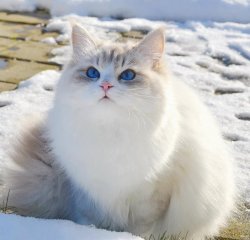 Акулина Царь-Кошка, 10 мес.