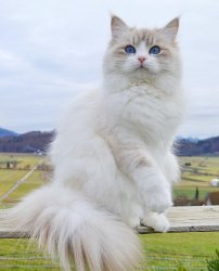 Акулина Царь-Кошка, 1 год