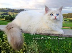 Акулина Царь-Кошка, 6 мес.