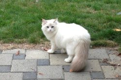 Акулина Царь-Кошка, 7 мес.