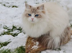 Акулина, скоро 2 года