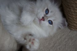 Баюн, 2 месяца
