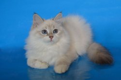 Баюн, 4 месяца