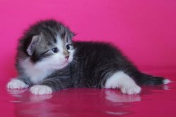 Воевода Царь-Кошка