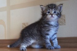 Верушка, 1 месяц